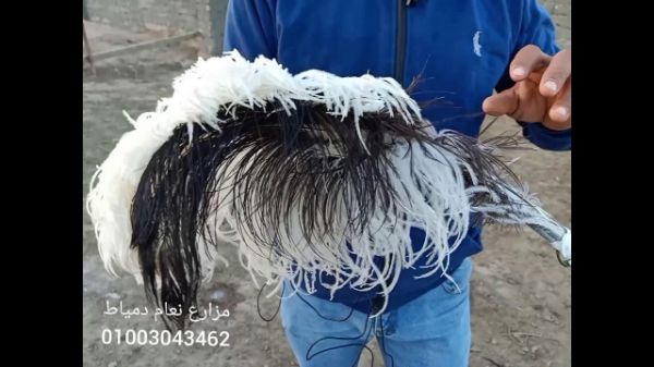 صورة درزن ريش نعام وسط 12 حبه